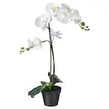 AMGREEN Artificial potted plant, Orchid white, 12 cm