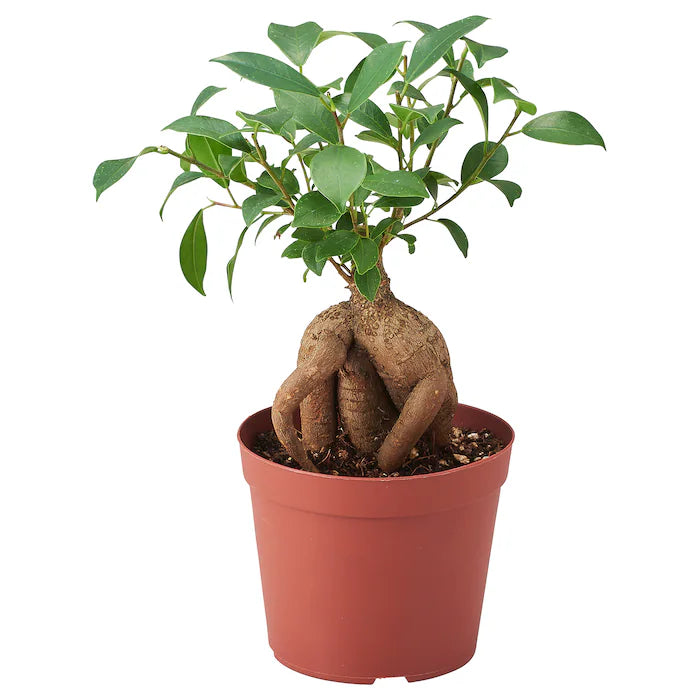 Potted plant, bonsai, 8.5 cm